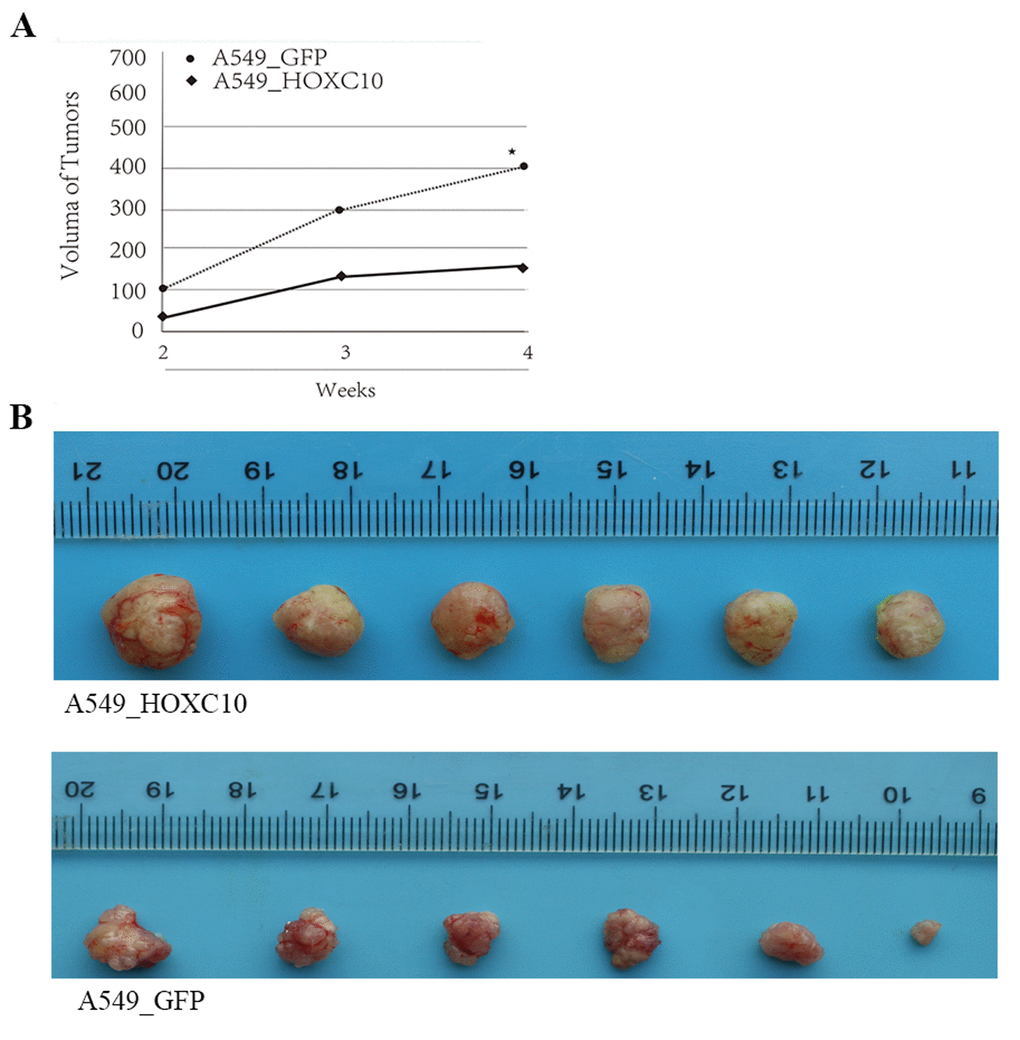 Promotion of tumor growth in mice by overexpression of HOXC10 in A549 cells. (A) A549 cells that stably overexpress HOXC10 (A549