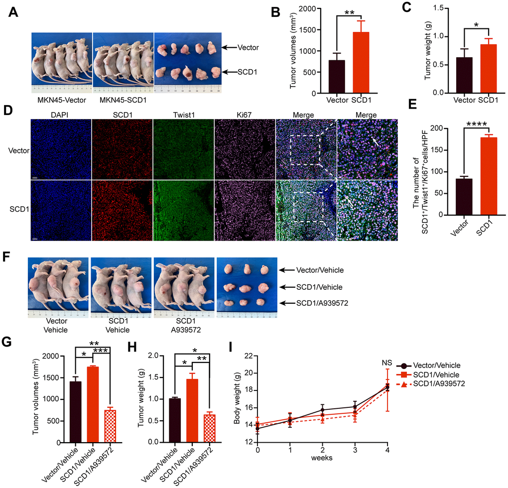 Oncogenic activity of SCD1 in xenograft mice model. (A) Representative mice and tumor nodules in each group were shown. (B) Tumor volumes were analyzed (n = 5), results were shown as mean ± SEM (Student t test). (C) Tumor weights were calculated (n = 5), results were shown as mean ± SEM (Student t test). (D) Immunofluorescent staining of the indicated markers were performed. Scale bar, 50 μm. (E) the SCD1, Twist1 and Ki67 positive cells in the tumors were analyzed by using image J software, and results were shown as mean ± SEM (Student t test). (F) Representative mice and tumor nodules in each group were shown. (G) tumor volumes were analyzed (n = 3), results were shown as mean ± SEM (the analysis of variance test). (H) Tumor weights were calculated (n = 3), and results were shown as mean ± SEM (the analysis of variance test). (I) Mice were treated by SCD1 inhibitor A939572 or Vehicle i.p. All regimens were administered for twice a week. Body weight was measured weekly during the treatment. There was no obvious decrease in body weight when administration of A939572. *, P P P P 