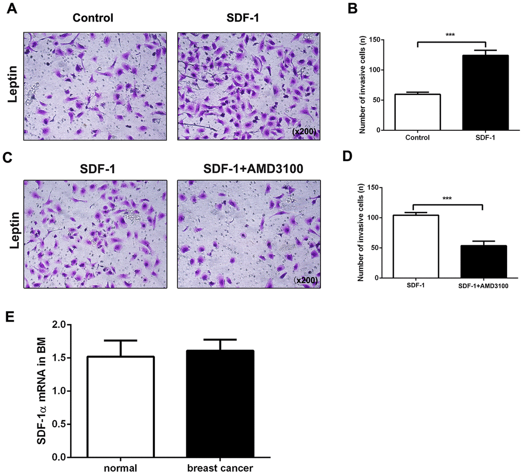 The SDF-1/CXCR4 axis mediates leptin-induced promotion of breast cancer cell metastasis. (A, B) Breast cancer cell invasion was examined using the transwell assay. The upper and lower chambers were separated by polycarbonate membranes. Breast cancer cells were pre-treated with leptin (200ng/mL) and then seeded in the upper chambers of the 24-well plate (2×104/well) with serum-free medium. The lower chamber was filled with medium containing SDF-1 (100 ng/mL) as a chemoattractant. The data are shown as means ± SD. ***PC, D) The effect of the SDF-1/CXCR4 axis inhibitor AMD3100 on breast cancer cell invasion was examined in the transwell assay. Breast cancer cells were pre-treated with leptin (200 ng/mL) and then seeded in the upper chambers of a 24-well plate (2×104/well) with serum-free medium containing AMD3100 (1 μg/mL). The lower chambers were filled with medium containing SDF-1 (100 ng/mL) as a chemoattractant. The data are shown as means ± SD. ***PE) Real-time PCR was used to detect SDF-1 expression in the bone marrow of healthy individuals and breast cancer patients.