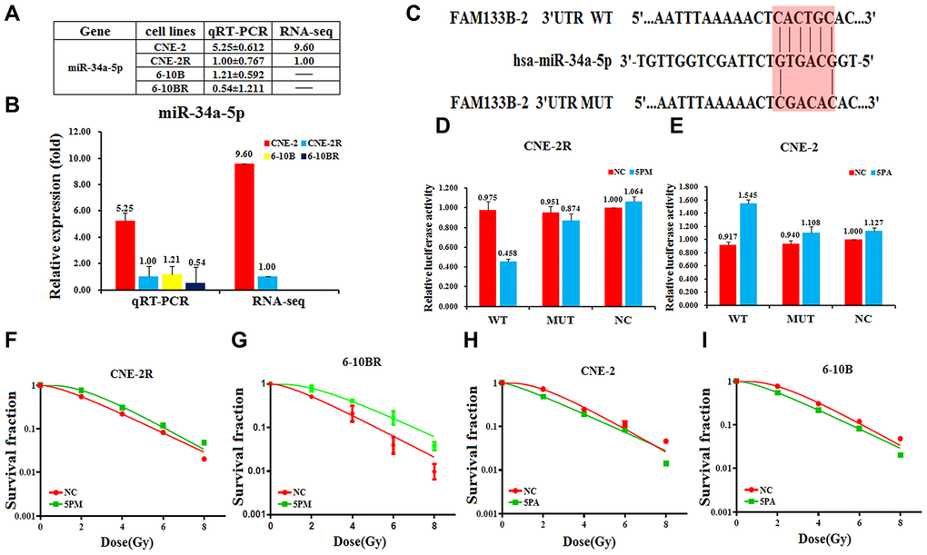 FAM133B-2 is a target of miR-34a-5p in nasopharyngeal cancer cells. The relative miR-34a-5p level (fold) in CNE-2R and 6-10BR cells versus CNE-2 and 6-10B cells measured by both miR-omic and qRT-PCR analyses is shown in a table (A) and those measured by qRT-PCR are shown in a plot (B). “-” indicates no detection in the omic analysis. (C) Luciferase reporter constructs: WT and MUT FAM133B-2 in the miR-34a-5p-binding sites were inserted into psiCHECK-2 vector. The red region is the binding site. The FAM133B-2 site is predicted to be a target of miR-34a-5p. One seed sequence mutant of miR-34a-5p was shown below. (D and E)The relative luciferase activities (fold) of the reporter with the wild-type (WT) or mutant-type (MUT) FAM133B-2-UTR or without the UTR (NC) were determined in the nasopharyngeal cancer cells transfected with the miR-34a-5p mimic (in CNE-2R) or antagomiR (in CNE-2). (F and G) MiR-34a-5p mimic (5PM)-transfected CNE-2R and 6-10BR increases survival fraction versus the negative control (NC) cells. (H and I) MiR-34a-5p antagomiR (5PA)-transfected CNE-2 and 6-10B decreases NC cells survival fraction versus the negative control (NC) cells.