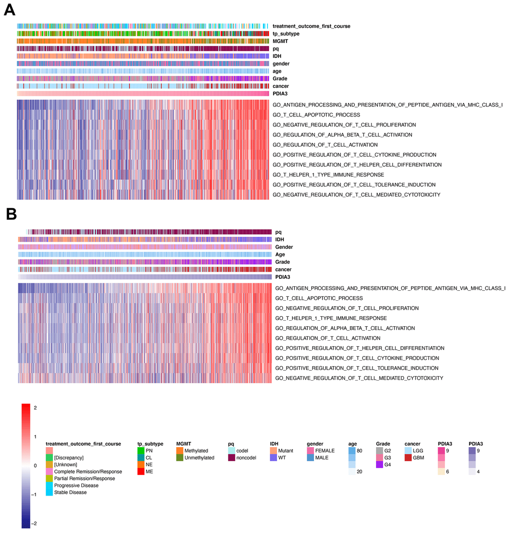 PDIA3 related to T cell immunity in gliomas. The association between PDIA3 and T cell related immune response from (A) TCGA and (B). CGGA pan-glioma data