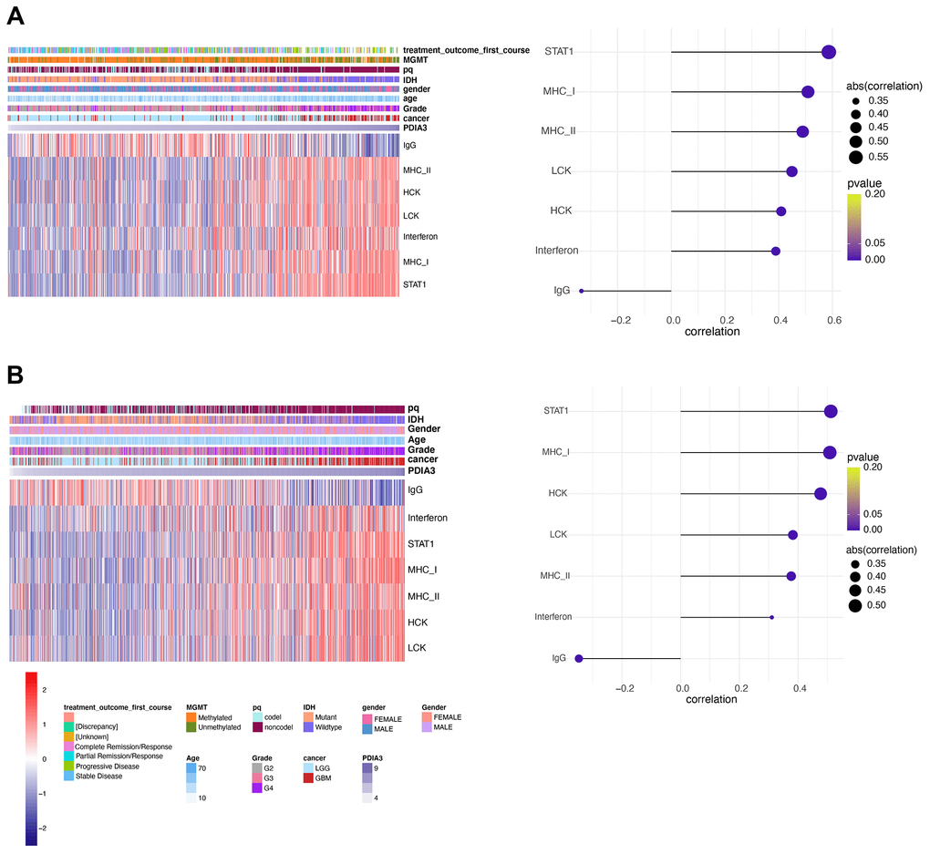 PDIA3 correlates with inflammatory activities in gliomas. Heatmaps illustrate PDIA3 related inflammatory activities in pan-gliomas in (A) TCGA and (B) CGGA datasets.