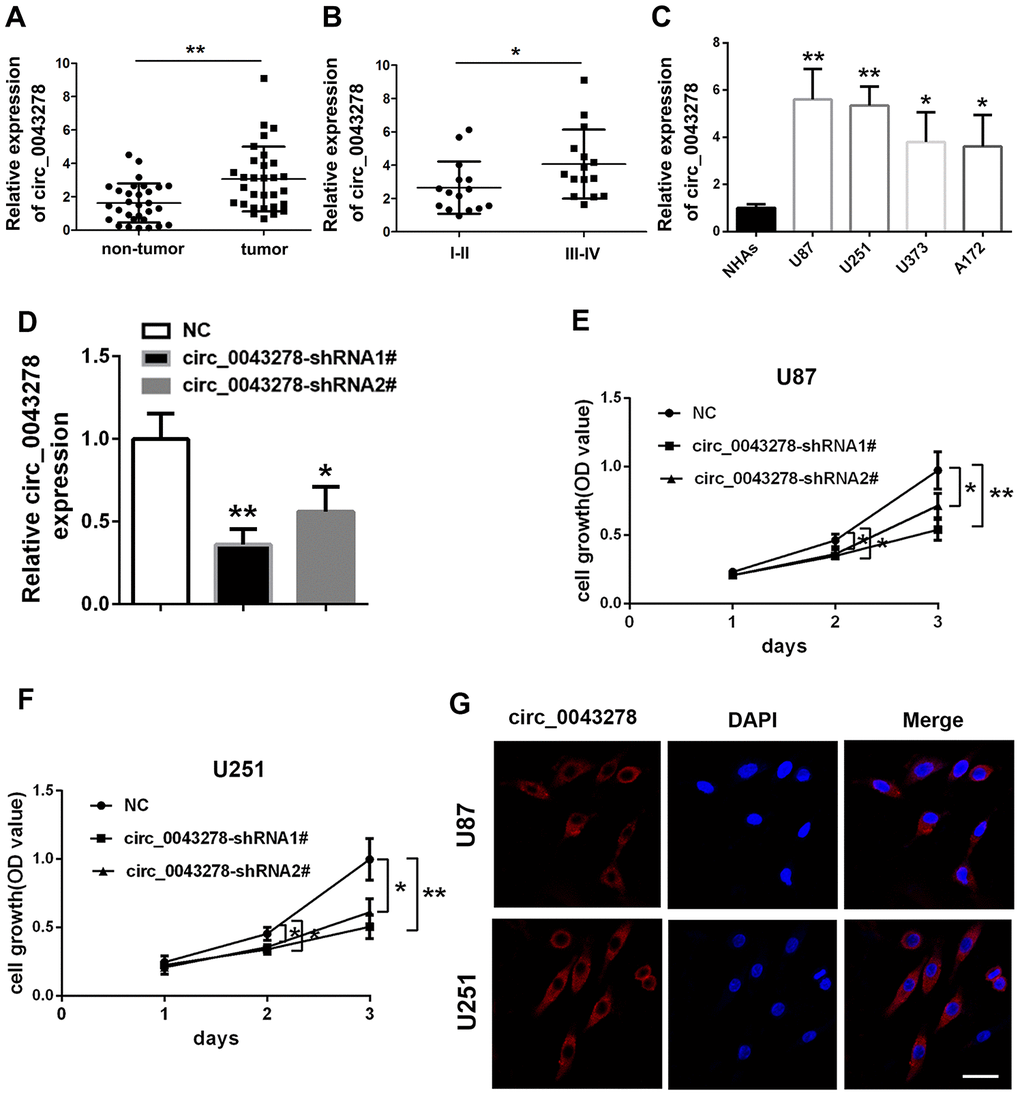 Expression and verification of circ