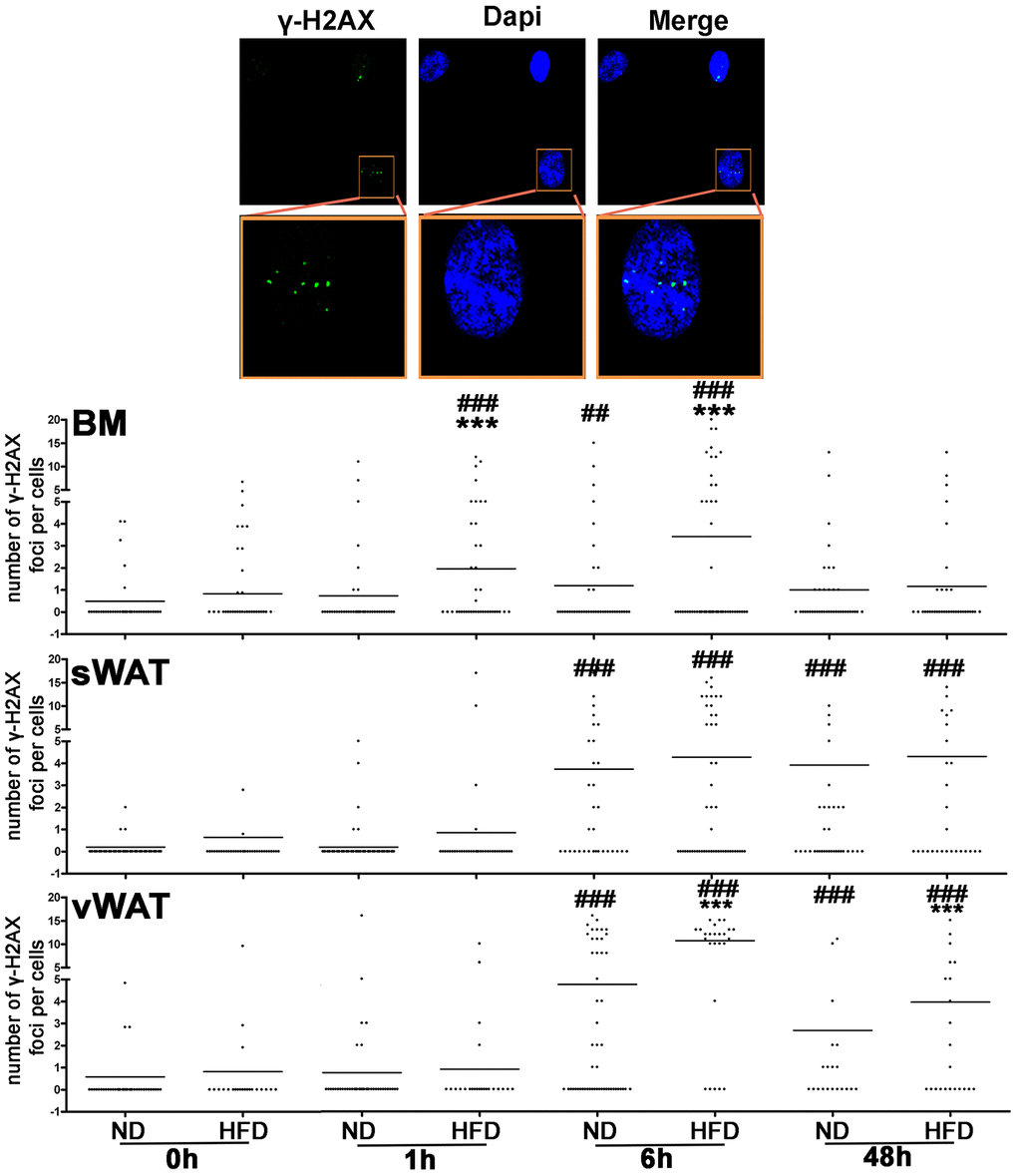 DNA damage following genotoxic stress in MSCs from obese and control animals. The pictures are representative images of immunocytochemistry performed on MSC samples to detect γ-H2AX (green) and nuclei (blue). Insets, are higher magnifications of the same samples. The column scatter plot indicates the degree of H2AX phosphorylation that was determined by counting the number of γ-H2AX immunofluorescent foci per cell. The foci number was determined for 200 cells. Each dot represents a single cell. Horizontal bars indicate the mean value for each category (n = 6 biological replicates; ***p ### p