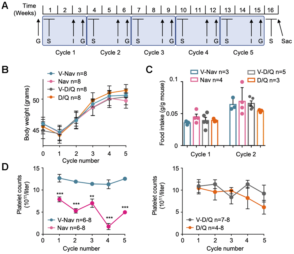 Senolytic treatment strategy. (A) Scheme of the senolytic treatments strategy: C57BL/6HsdOla male mice of 12 weeks of age were fed on 45% HFD for 4 months. Then, 5 cycles of senolytic treatment and glucose homeostasis assessment were undertaken: first, mice were treated daily by oral gavage with the senolytic or its vehicle for 5 consecutive days, and rested for 1 week. The third week of each cycle, an insulin tolerance test (I) and a glucose tolerance test (G) were performed. After the fifth cycle was finished, mice were treated again with senolytics for 5 consecutive days by oral gavage, and sacrificed at the fifth day of treatment (Sac). (B) Mouse body weight at the first day of every senolytic treatment, indicated for each of the 5 cycles. (C) Food intake recorded at cycles 1 and 2. (D) Blood samples were collected every fifth day of each cycle of senolytic treatments, right after the last oral administration, and platelet counts were determined. V-Nav: vehicle for navitoclax. Nav: navitoclax. V-D/Q: vehicle for dasatinib/quercetin. D/Q: dasatinib/quercetin. Bars and dots represent the average of the indicated number of mice. Error bars represent the standard error of the mean (s.e.m.). Statistical significance was assessed using the two-way ANOVA test with Sidak’s correction for multiple comparisons (B); the one-way ANOVA test with Tukey’s correction for multiple comparisons (C); or the unpaired two-tailed Student's t-test (D). **, p