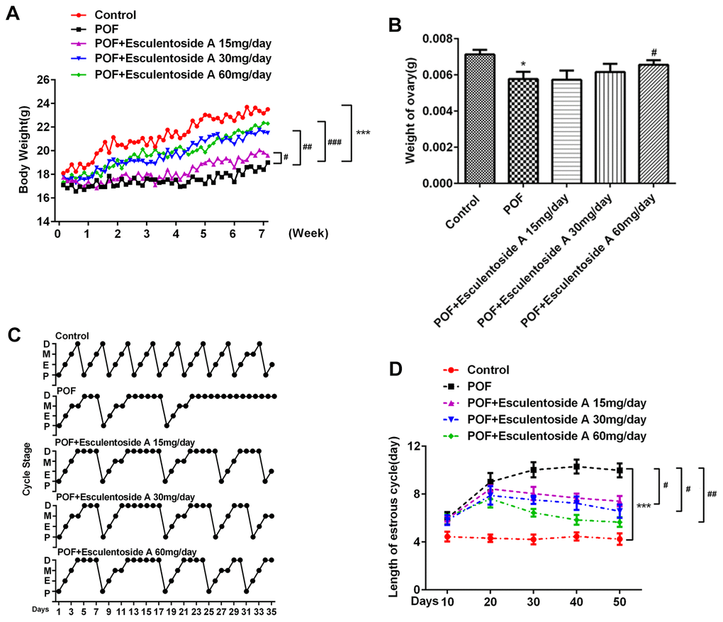 Effect of Esculentoside A on body, ovary weights and estrus cycle of POF mice. (A, B) Body weight and ovary weight after combination of POF and EA treatment, respectively. POF: Premature ovarian failure (C) Representative picture of estrous cycles in control mice (upper), POF mice (middle) and Esculentoside A-treated mice (lower). Bars represent the average length (day) of proestrus (P), estrus (E), metestrus (M) and diestrus (D) per estrous cycle. (D) The length of estrous cycle of each group. *P***P vs. Control. #P ##P ###P vs. POF.