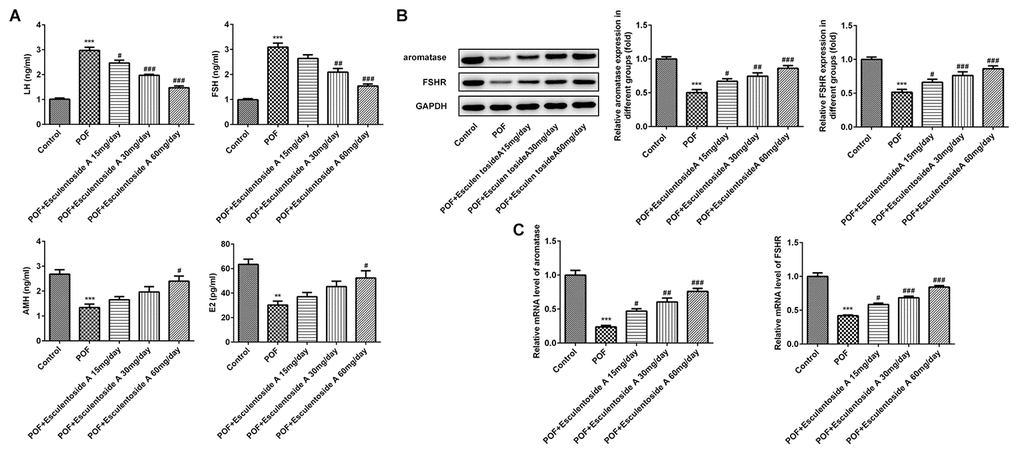 Effect of Esculentoside A (EA) on reproductive hormone levels in POF mice. (A) The levels of serum luteinizing hormone (LH), FSH, anti-mullerian hormone (AMH) and estradiol (E2) from normal control, POF (EA-treated and EA-null) were detected by ELISA kits. (B–C) The levels of aromatase and FSHR of proteins and mRNA were evaluated by western blot and RT-qPCR, respectively. The data were expressed as means ± SD (n =5). **P ***P vs. Control. #P ##P ###P vs. POF.