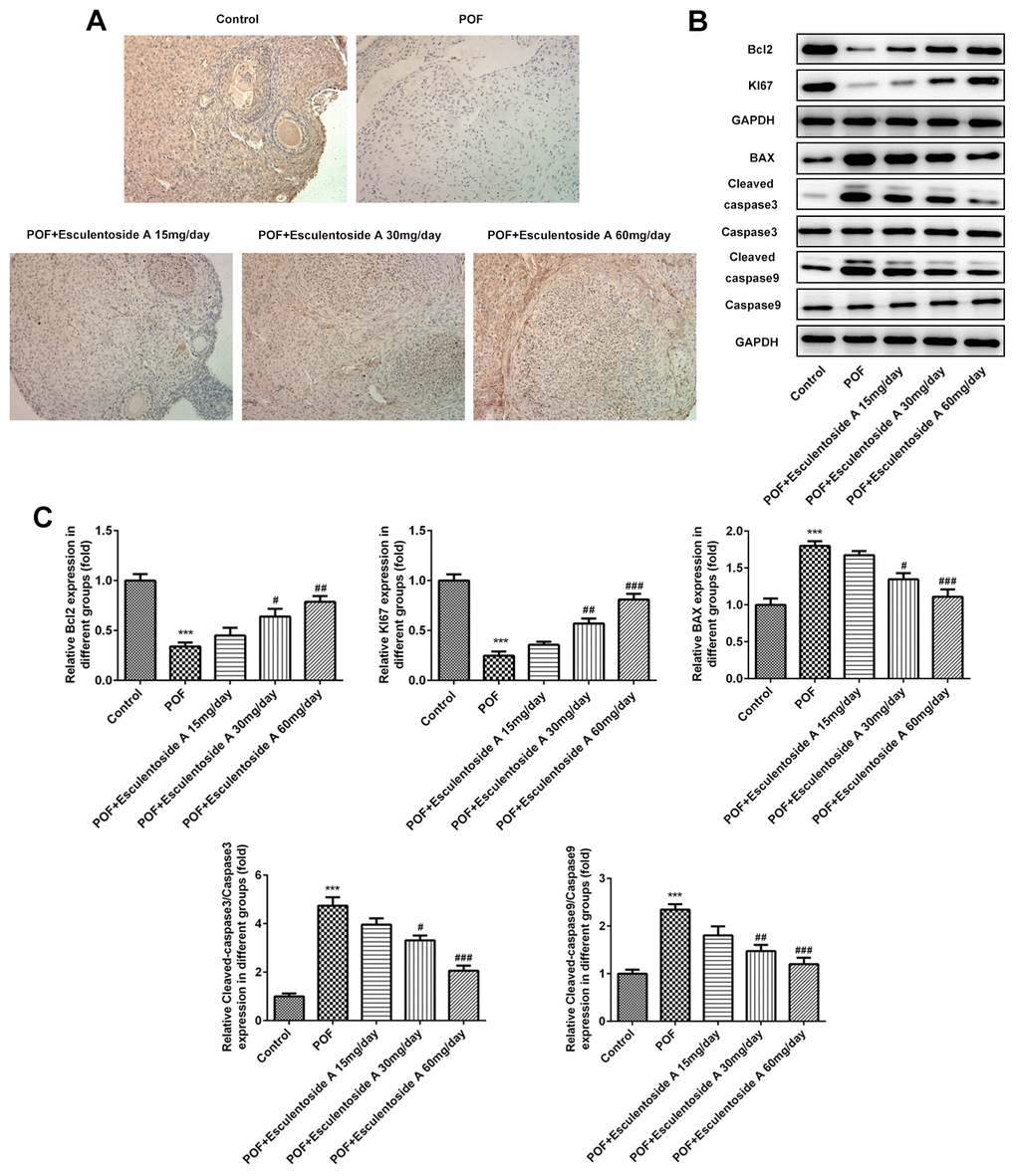 Effect of Esculentoside A (EA) on proliferation and apoptosis of ovarian granulosa cells. (A) The expression of KI-67 of granulosa cells was determined by immunohistochemistry of ovarian tissue. KI-67 was used as positive marker of cell proliferation. (B, C) The expressions of proteins including BCL2, KI-67, BAX, CASPASE 3 and CASPASE9 were detected by western blot. The data were expressed as means ± SD (n =5). ***P vs. Control. #P ##P ###P vs. POF.