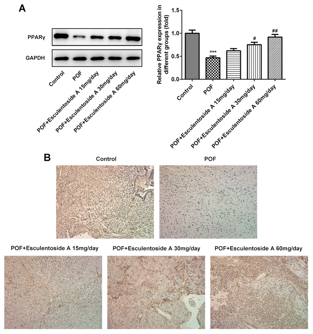 Effect of Esculentoside A (EA) on PPARγ signaling protein expression. (A) The expression of PPARγ proteins was detected by western blot. (B) The expression of PPARγ of ovarian tissue was determined by immunohistochemistry. The data were expressed as means ± SD (n =5). ***P vs. Control. #P ##P vs. POF.