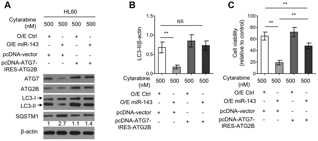 Ectopic co-expression of ATG7 and ATG2B restores autophagy and diminishes miR-143-enhanced cytarabine cytotoxicity in HL60 cells. (A, B) HL60 cells were co-transfected 100 nM O/E miR-143 or 100 nM O/E Ctrl with pcDNA-vector or pcDNA-ATG7-IRES-ATG2B for 48 h in the presence of 500 nM cytarabine. The protein expression of ATG7, ATG2B, and LC-3 was measured by immunoblotting. β-actin was used as a loading control. The representative images (A) and statistical analysis of LC3-II/LC3-I (B) are shown. (C) HL60 cells were treated as in (A, B). Cell viability was analyzed by MTT assay. The results are expressed as relative to vehicle group (%). In (A, B), data are representative of 3 independent experiments. In (C), each symbol represents the value from 5 replicates. Data are mean ± SD and compared using Student t-test. **, P