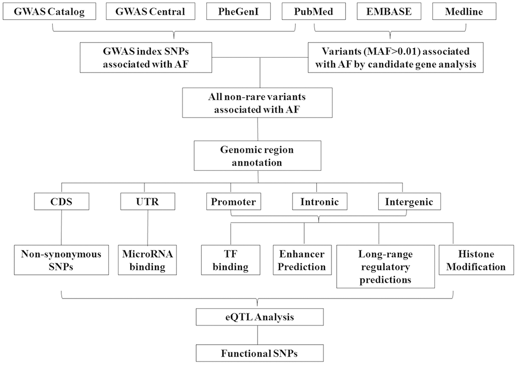 Workflow of the annotation of susceptibility SNPs associated with atrial fibrillation.