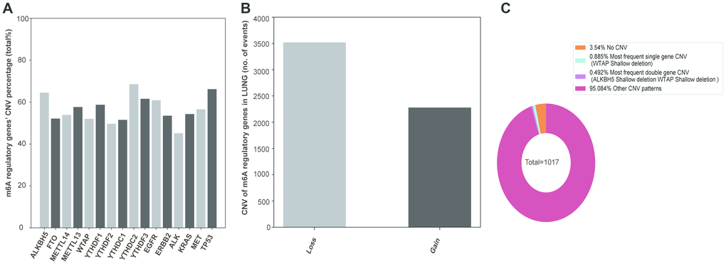 CNVs of m6A regulatory genes in NSCLC. (A) Percentage of lung cancer samples with CNVs in m6A regulatory factors in TCGA data. (B) Loss and gain of copy number of m6A regulatory factors in patients with NSCLC. (C) The most common CNV mutation pattern of m6A regulators in patients with NSCLC.