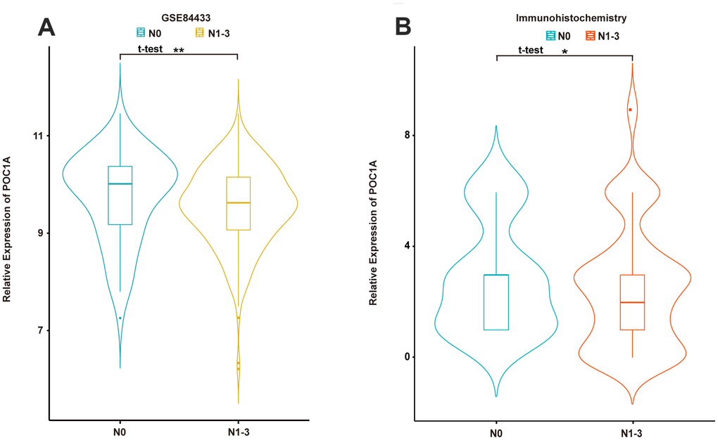 POC1A was significantly correlated with lymph node metastasis. (A, B) Expression of POC1A in patients with/without lymph node metastasis from GSE84433 analysis (n=357) and immunohistochemistry analysis (n=91).