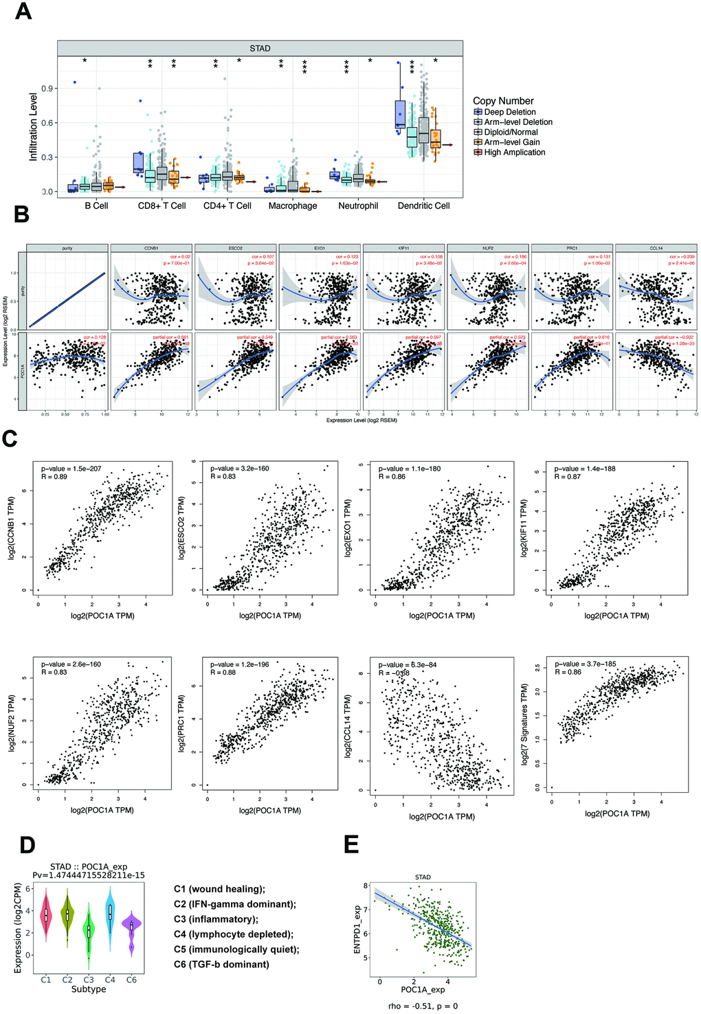 POC1A could impact immune infiltration significantly. (A) Copy number alteration (CNA) of POC1A was significantly correlated with immune infiltration levels of several immune cell types in GC. Deletion was found to have a highly reliable significant correlation with the infiltration level in neutrophils and dendritic cells (pB) In the TIMER database, scatterplots of strong (|r|>0.5) and significant (pC) In the GEPIA database, scatterplots of correlations between POC1A expression and 7 immune genes from TIMER. (D) Expression of POC1A in different immune subtypes of GC. (E) ENTPD1 had a strong significant correlation with POC1A (r=-0.51, p