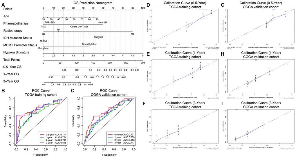 Prognostic nomogram to predict the 0.5-, 1-, and 3-year OS probabilities of GBM patients. (A) Nomogram model to predict the survival of GBM patients based on the TCGA training cohort. The prognostic performance of the prognostic nomogram demonstrated by the ROC curve for predicting the 0.5-, 1-, and 3-year OS rates in the TCGA training cohort (B) and CGGA validation cohort (C). Calibration curves of the prognostic nomogram for predicting OS at 0.5, 1, and 3 years in the TCGA (D–F) and CGGA (G–I) cohorts. The actual survival is plotted on the y-axis, and the nomogram-predicted probability is plotted on the x-axis.