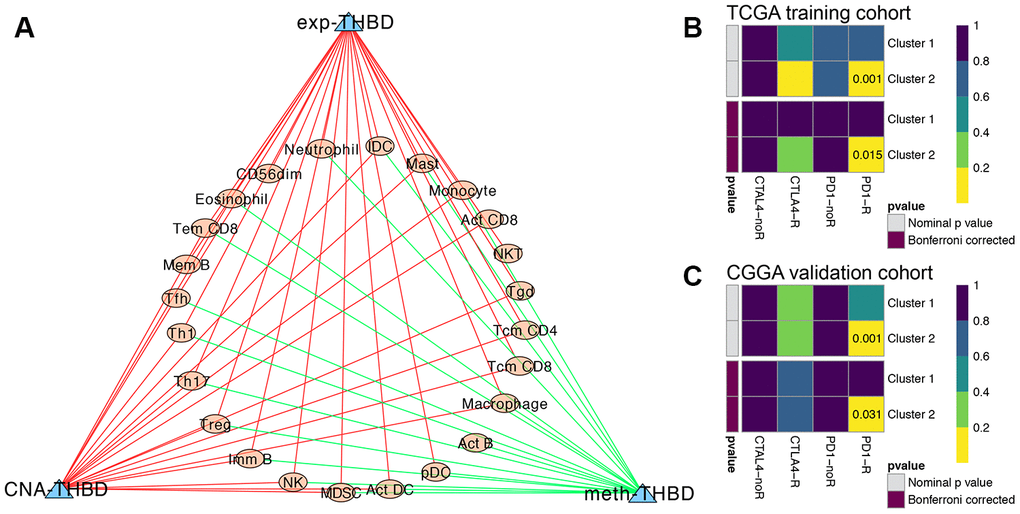 Immune infiltration analysis and immunotherapy response predictions. (A) The regulatory network between TILs and the expression, methylation and CNA of THBD, with |Pearson correlation coefficient| > 0.3, and P B) and CGGA (C) GBM patients for predicting the likelihood of clinical response to anti-PD1 and anti-CTLA4 therapy in different clusters based on the novel HRG-based classification. R was short for immunotherapy respondent.