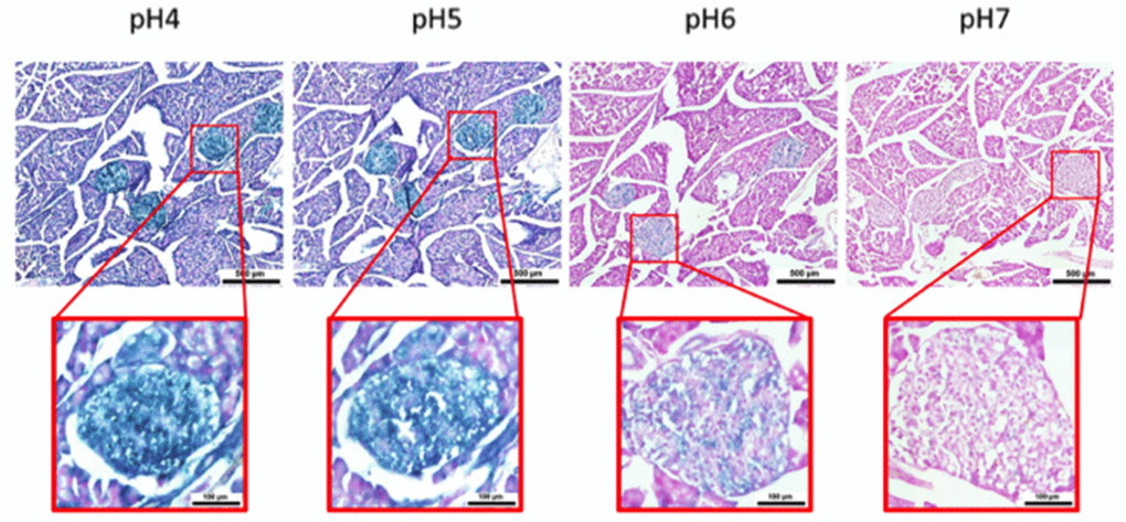 pH-dependent (pH 4 to pH 7) β-gal activity in frozen sections of 9 months old C57/Bl6J mouse pancreas. Nuclear Fast Red was used for counterstaining. At pH 6, specific for SA-β-gal, bluish color from β-gal activity is evident specifically in pancreatic islets. Representative images from 3 different mice are shown.