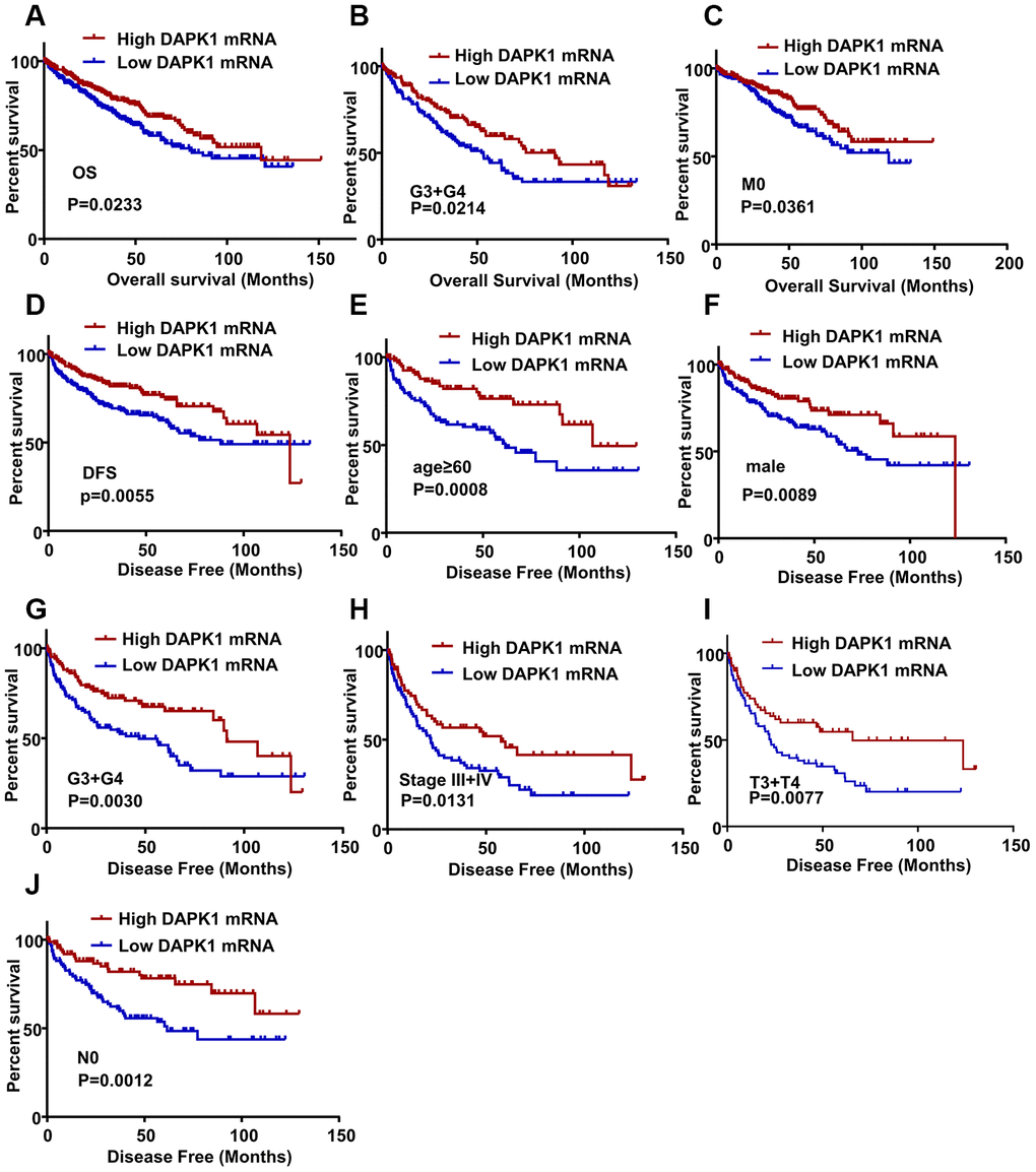 DAPK1 expression correlates with OS and DFS of ccRCC patients. (A) Kaplan-Meier survival curve analysis shows the overall survival (OS) rates of ccRCC patients with low and high DAPK1 expression. (B, C) Kaplan-Meier survival curve analysis shows OS of ccRCC patients belonging to (B) G3 + G4 tumor grades and (C) M0 stage tumors based on low or high DAPK1 expression. (D) Kaplan-Meier survival curve analysis shows disease-free survival (DFS) rates of ccRCC patients with low or high DAPK1 expression. (E–J) Kaplan-Meier survival curve analysis shows DFS rates based on low or high DAPK1 expression in different patient subgroups, including (E) age ≥ 60 y, (F) male, (G) G3 + G4 stage (H) pathologic stages III + IV, (I) T3 + T4 stage, and (J) N0 stage.