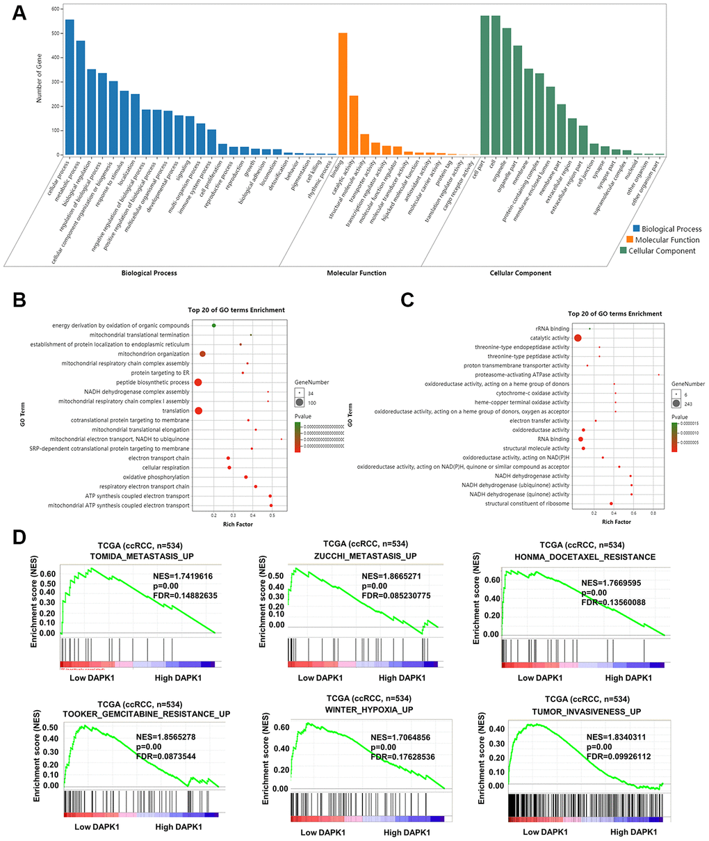 Functional enrichment analysis of genes related to DAPK1 in ccRCC tissues. (A–C) GO enrichment analysis shows the biological processes, molecular functions and cellular components that represent genes that negatively correlate with DAPK1 expression based on the transcriptome analysis of the TCGA-KIRC dataset. (D) GSEA show that genes upregulated because of DAPK1 downregulation in ccRCC include those that promote metastasis, drug resistance, hypoxia, and invasiveness. Note: ***p