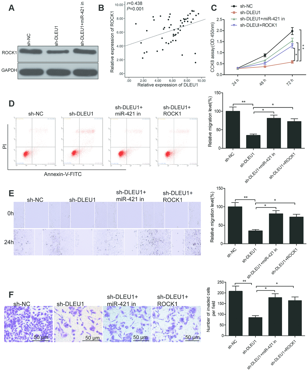 DLEU1 regulates PTC cell growth and progression through the miR-421/ROCK1 axis. (A) Western blot analysis shows ROCK1 protein levels in sh-NC-, sh-DLEU1- and sh-DLEU1 plus miR-421 inhibitor-transfected TPC-1 cells. (B) Spearman correlation analysis shows that ROCK1 mRNA expression is inversely related to DLEU1 expression in PTC tissues (n=54). (C) CCK-8 assay analysis shows proliferation rates of TPC-1 cells transfected with sh-NC, sh-DLEU1, sh-DLEU1 plus miR-421 inhibitor, and sh-DLEU1 plus ROCK1 overexpression plasmid. (D) Flow cytometry analysis shows percentage apoptosis (% Annexin-V+ cells) in TPC-1 cells transfected with sh-NC, sh-DLEU1, sh-DLEU1 plus miR-421 inhibitor, and sh-DLEU1 plus ROCK1 overexpression plasmid. (E) Wound healing assay results show the numbers of migrating cells in the TPC-1 cells transfected with sh-NC, sh-DLEU1, sh-DLEU1 plus miR-421 inhibitor, and sh-DLEU1 plus ROCK1 overexpression plasmid. (F) Transwell invasion assay results show the numbers of invading cells in the TPC-1 cells transfected with sh-NC, sh-DLEU1, sh-DLEU1 plus miR-421 inhibitor, and sh-DLEU1 plus ROCK1 overexpression plasmid. Note: The data is represented as the means ± SD of at least three independent experiments. *PP