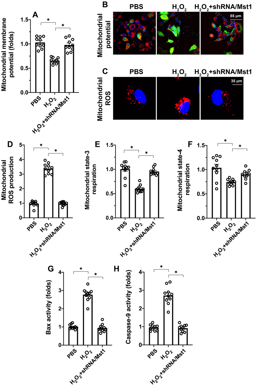 Mst1 induces mitochondrial dysfunction in oxidative stress-induced RA-FLSs. (A, B) Representative images show JC-1 staining to determine mitochondrial membrane potential in control and H2O2-treated RA-FLSs. Mitochondrial potential was measured by the ratio of red-to-green JC-1 fluorescence intensity. (C, D) ELISA assay results show mitochondrial state-3 and state-4 respiration rates in the control and H2O2-treated RA-FLSs. (E, F) Representative fluorescence microscopic images show DCFDA staining to determine ROS levels in the control and Mst1-silenced RA-FLSs treated with or without H2O2. ROS levels were quantified based on the DCFDA staining intensities. (G–H) ELISA assay results show caspase-9 and Bax activities in the control and H2O2-treated RA-FLSs. Note: RA-FLSs were treated with 0.3 mM H2O2 for 6 h; *P