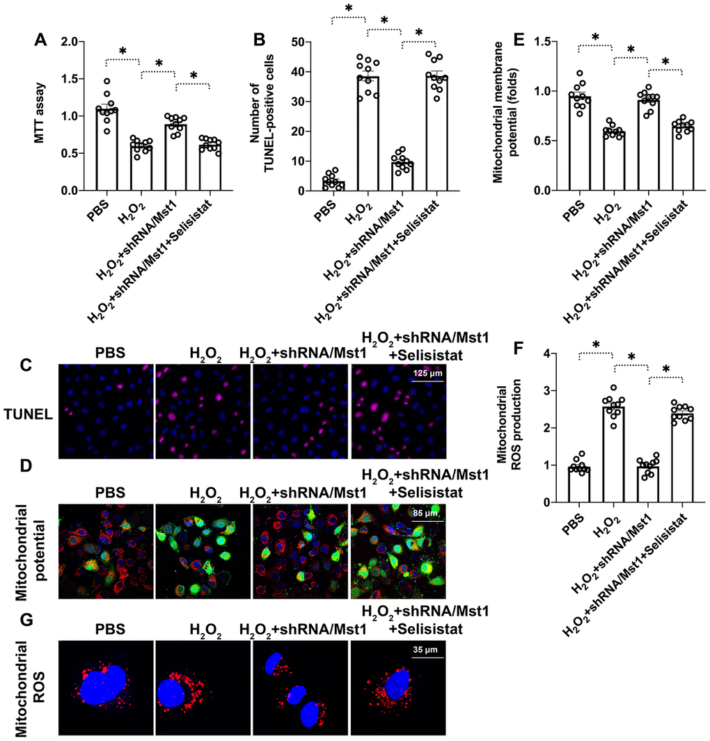 Sirt1 inhibition abolishes the beneficial effects of Mst1 knockdown in oxidative stress-induced RAFLSs. (A) MTT assay results show the viability of control and Mst1-knockdown RA-FLSs, pretreated with or without selisistat, a potent inhibitor of Sirt1. (B, C) TUNEL assay results show the apoptotic rates (percent Tunel-positive cells) in the control and Mst1-knockdown RA-FLSs, pretreated with or without selisistat, and treated with or without 0.3 mM H2O2 for 6 h. (D, E) JC-1 staining assay results show mitochondrial membrane in the control and Mst1-knockdown RA-FLSs, pretreated with or without selisistat, and treated with or without 0.3 mM H2O2 for 6 h. Mitochondrial potential was measured by the ratio of red-to-green JC-1 fluorescence intensity. (F–G) Representative fluorescence microscopic images show the DCFDA staining to determine ROS levels in the control and Mst1-knockdown RA-FLSs, pretreated with or without selisistat, and treated with or without 0.3 mM H2O2 for 6 h. ROS levels were quantified based on DCFDA staining intensity. *P