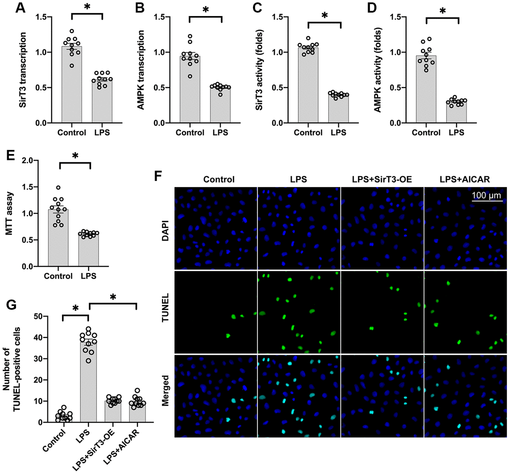 SirT3 and AMPK are downregulated in response to LPS-induced septic cardiomyopathy. (A, B) RNA was isolated, and the transcription of SirT3 and AMPK was remeasured. (C, D) ELISA was used to analyze the activities of SirT3 and AMPK in response to LPS treatment. (E) MTT assay was used to detect cardiomyocyte viability under LPS treatment. (F, G). TUNEL staining for apoptotic cardiomyocytes. Lentivirus-loaded SirT3 (SirT3-OE) and AMPK agonist (AICAR) were incubated with cardiomyocytes in the presence of LPS. Then, the number of TUNEL-positive cardiomyocytes was determined. *P 