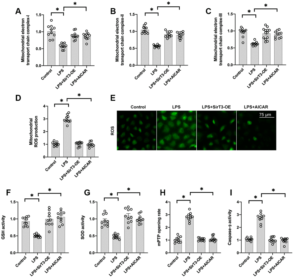 SirT3 and AMPK sustain mitochondrial function. (A–C) ELISA assay was used to analyze the activity of mitochondrial electron transport chain complexes in the presence of LPS. Lentivirus-loaded SirT3 (SirT3-OE) and AMPK agonist (AICAR) were incubated with cardiomyocytes before LPS treatment. (D–E) Immunofluorescence for mitochondrial ROS production. (F, G) GSH and SOD activity was measured using ELISA. (H) mPTP opening rate was measured in response to LPS treatment, SirT3-OE transfection, and AICAR supplementation. (I) ELISA was used to detect the activity of caspase-9. *P 