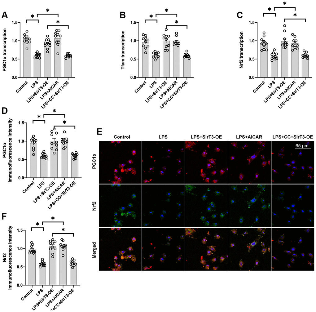 Mitochondrial biogenesis is increased by SirT3 via the AMPK pathway. (A–C) RNA was isolated from cardiomyocytes, and then transcription of mitochondrial biogenesis parameters was determined. Lentivirus-loaded SirT3 (SirT3-OE) and AMPK agonist (AICAR) were incubated with cardiomyocyte before LPS treatment. Compound C (CC), an antagonist of AMPK, was used to inhibit the activation of AMPK in SirT3-OE–transfected cardiomyocytes. (D–F) Immunofluorescence assay for Nrf2 and PGC1α in the presence of LPS. *P 