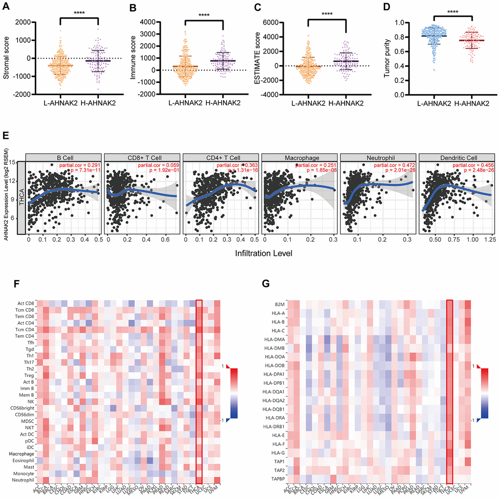 AHNAK2 is closely related to immunity in PTC. Comparison of (A) stromal scores, (B) immune scores, (C) ESTIMATE scores, and (D) tumor purity between the L-AHNAK2 and H-AHNAK2 groups based on ESTIMATE. (E) TIMER analysis of purity-corrected partial Spearman’s correlation between the expression of AHNAK2 and six immune cells in THCA. (F) Correlation analysis between the expression of AHNAK2 and 28 types of TILs across human cancers by TISIDB. (G) Correlation analysis between the expression of AHNAK2 and MHCs across human cancers by TISIDB. *P