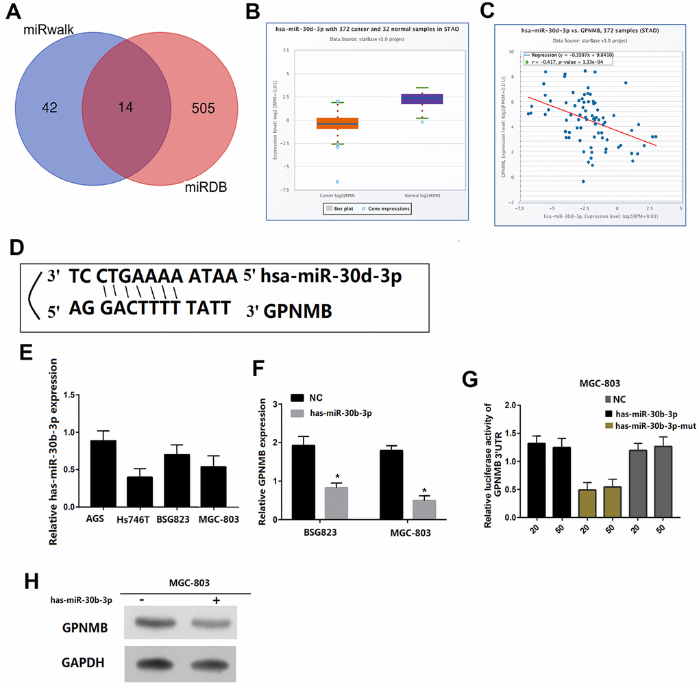 GPNMB is a target for miR-30b-3p in STAD cells. Venn diagrams showing the number of potential miRNAs targeting the 3’UTR of GPNMB, as predicted by two databases, miRanda and miRDB. (A) The gene expression of miR-30b-3p between cancer and normal samples via ENCORI. (B) The coexpression between miR-30b-3p and GPNMB via ENCORI showed that miR-30b-3p expression is negatively correlated with GPNMB expression. (C) Sequences of miR-30b-3p and their potential binding sites in the 3’UTR of GPNMB is shown. (D) Quantitative real time PCR analyzing miR-30b-3p expression relative to MGC803 as internal control is shown. (E) Comparison of GPNMB expression in STAD cells transfected with miR-30b-3p mimic or negative control (NC) based on qRT-PCR (F), and western blotting (H), and the loading control for western blotting was GADPH. Analysis of luciferase activity from reporters containing the 3’UTR end of GPNMB in cells transfected with the miR-30b-3p mimic, miR-30b-3p mutation mimic (miR-30b-3p-mut) and negative control (NC) is shown. (G) All the above experiments were repeated six times respectively. *P 