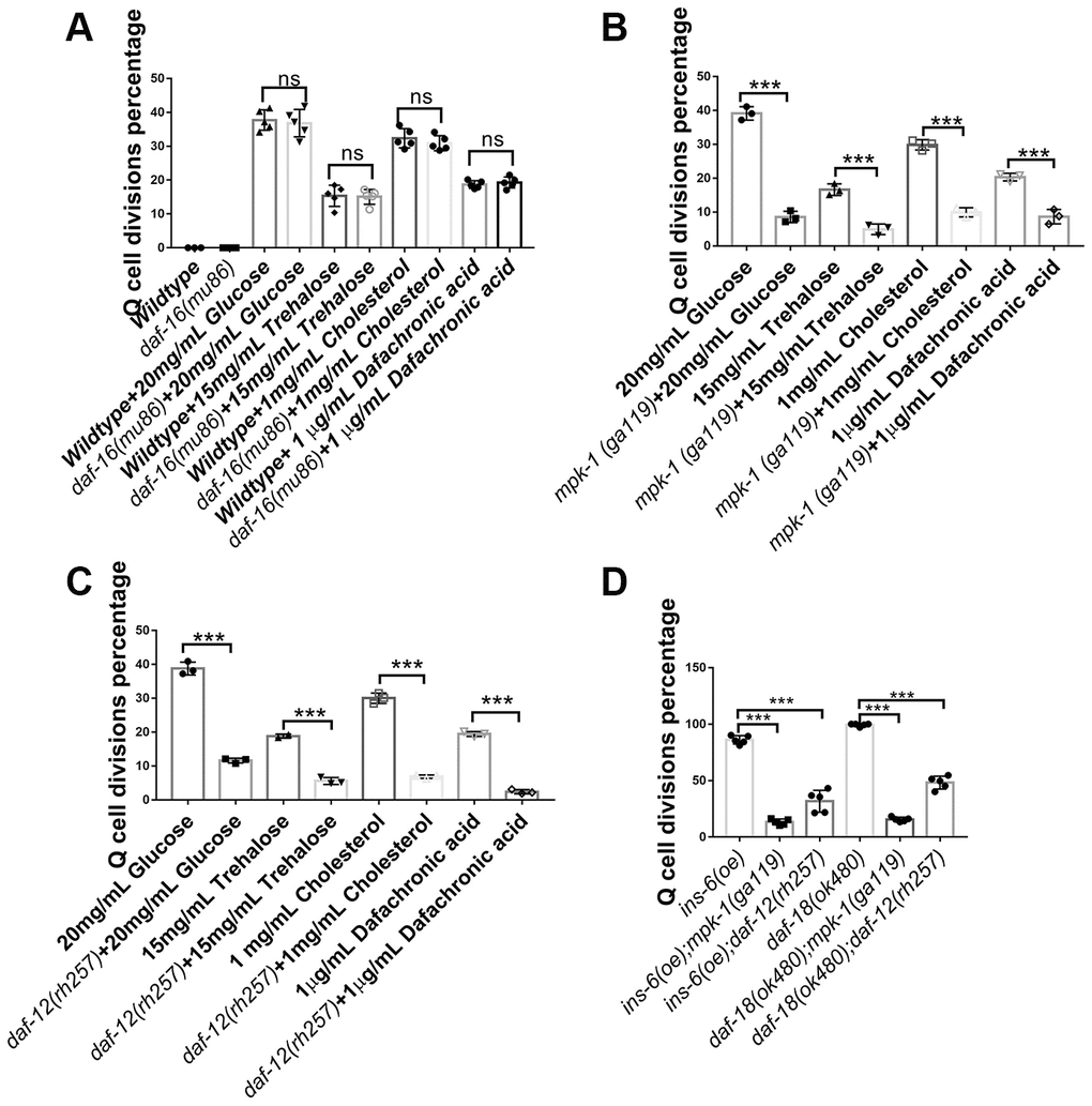 Neuronal Q-cell divisions in glucose-, trehalose-, cholesterol-, and Δ7-dafachronic acid-treated L1-arrested worms are controlled by daf-12 and mpk-1. (A) Q-cell divisions resulting from glucose, trehalose, cholesterol, and Δ7-dafachronic acid treatments are not dependent on daf-16. Disruption of mpk-1 (B) and daf-12 (C) can suppress the Q-cell divisions in glucose-, trehalose- and steroid-treated wild-type, ins (oe), and daf-18 (-) (D) L1-arrested worms. More alleles of daf-12 and mpk-1 were tested to further confirm these results (Supplementary Figure 3). Data are the average of at least three independent experiments. Error bars: Standard Deviation (SD). ***: P