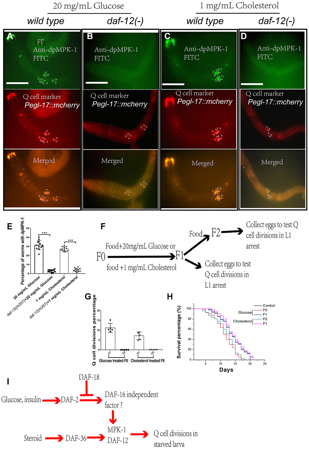 dpMPK-1 is activated by glucose and cholesterol, and daf-12 is needed to induce Q-cell divisions. The activated form of MPK-1 (dpMPK-1) is detected in glucose- (A) and cholesterol- (C) treated L1-arrested worms. daf-12(-) can suppress Q-cell divisions and block dpMPK-1 formation in glucose- (B) and cholesterol- (D) treated L1-arrested worms. (E) Worms with and without dpMPK-1 fluorescence were counted, and the percentage of worms expressing dpMPK-1 was calculated. Data are the average of at least ten independent experiments (sample size >50 in each experiment). Error bars: Standard Deviation (SD). ***: PF) The glucose and cholesterol treatment is only performed in F0-F1 culture period. F1 and F2 worms were collected and assessed for Q-cell divisions. (G) The F1 progeny of glucose- and cholesterol-treated worms also present aberrant Q-cell divisions, but the F2 generation shows no abnormal Q-cell division. Data are the average of at least three independent experiments (sample size >50 in each experiment). Error bars: Standard Deviation (SD). (H) The survival of the F1 and F2 progeny of F0 worms treated with glucose and cholesterol. (I) Working model: cholesterol and glucose can work through DAF-12 and DAF-16 independent of the IIS pathway to activate MPK-1 to induce neuronal Q-cell divisions in L1-arrested worms, and these effects can also affect the F1 generation.