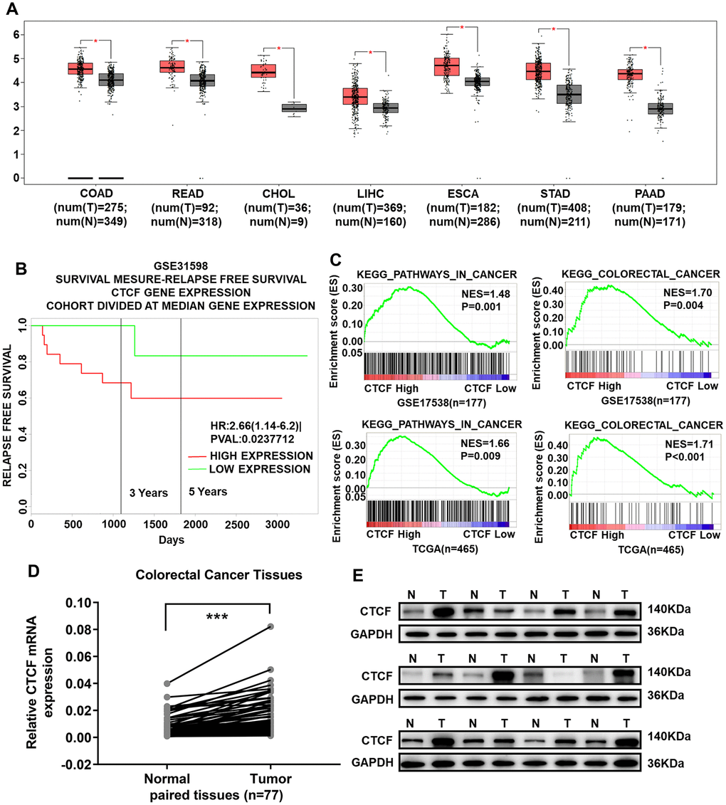 CTCF is significantly upregulated in CRC tissues and acts as a potential oncogenic gene. (A) CTCF is upregulated in all gastrointestinal tumors (GEPIA, http://gepia.cancer-pku.cn/). (B) Kaplan-Meier relapse free survival analysis in CRC patients with high or low expression of CTCF in GSE31598 via online website PROGgeneV2 (http://genomics.jefferson.edu/proggene/). (C) GSEA indicated that high expression of CTCF was positively correlated with the cancer related gene set signatures (KEGG