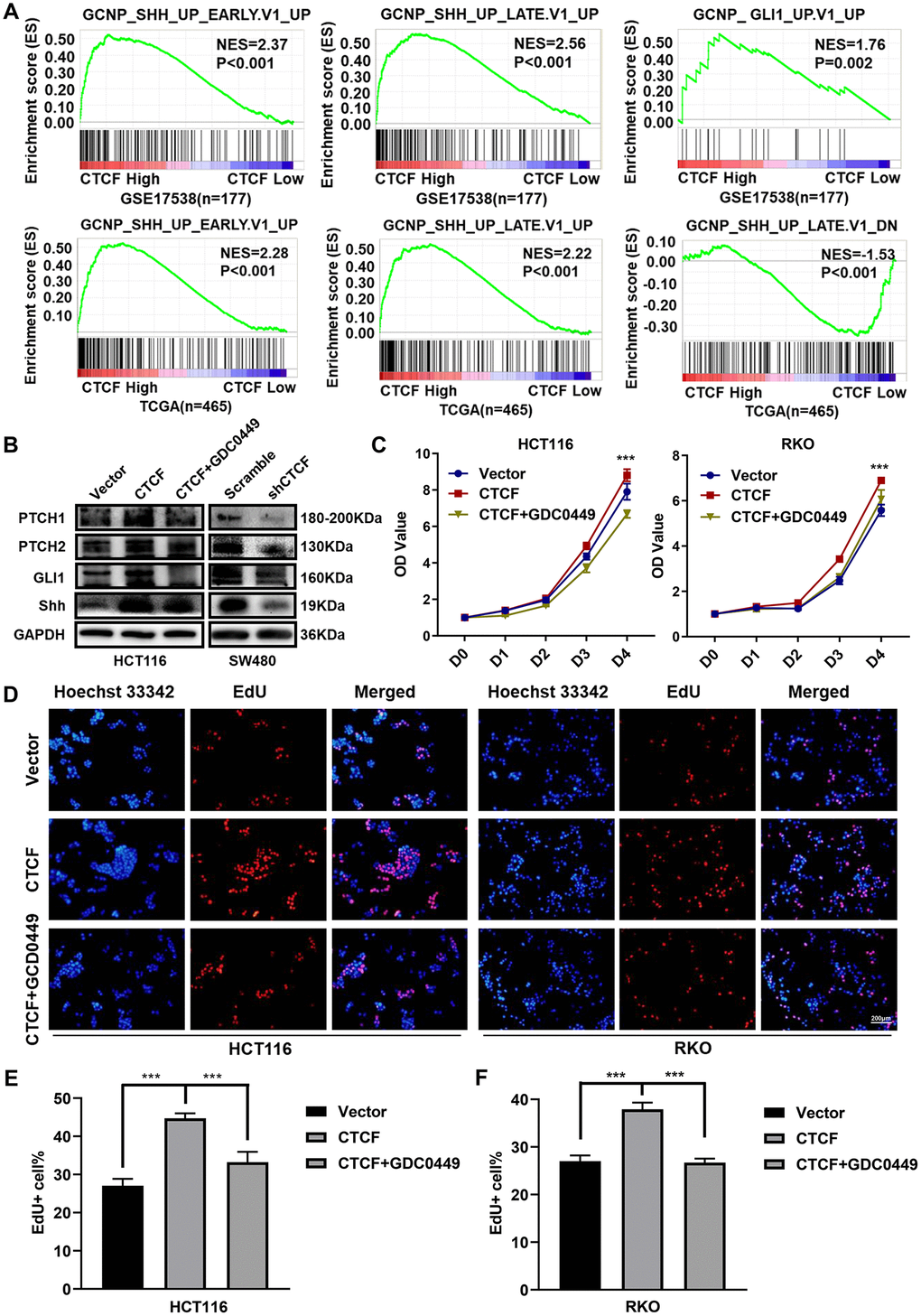 CTCF activates Hedgehog signaling pathway. (A) GSEA plots indicated that “GCNP