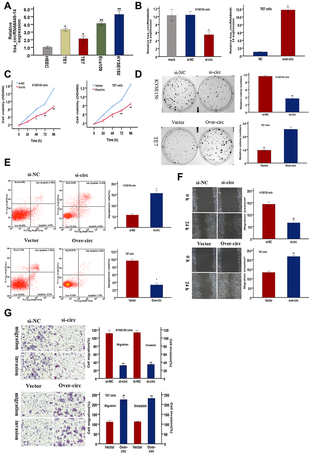 hsa-circRNA6448-14 promotes ESCC progression in cell lines. (A) Relative expression of hsa-circRNA6448-14 in ESCC lines and normal cell line by qRT-PCR. (B) hsa-circRNA6448-14 expression detected after transfection in KYSE-150 and TE-7 cells. (C) CCK-8 assays to determine viability of KYSE150 and TE7 cells. (D) Colony-formation assays to measure proliferation after hsa