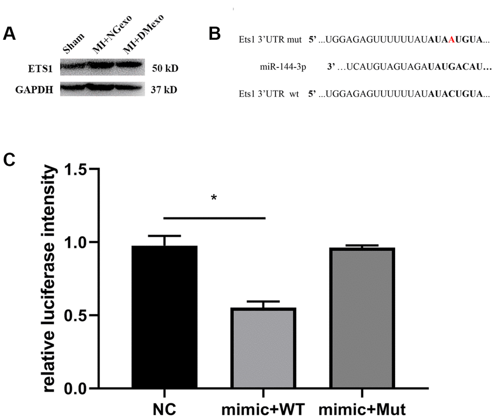 The BM-MSC from MI mice treated with DMexo has a lower Ets1 protein expression compared with NGexo treated MI mice (A); the bioinformatic predicted combining sequence of miR-144-3p with 3’-UTR of Ets1 and the mutated 3’-UTR of Ets1 (B); the relative luciferase intensity of 293T cells transfected with miR-144-3p mimic in the presence of 3’-UTR of Ets1 or the mutated 3’-UTR (C).