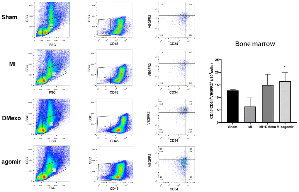 The percentage of CD45-CD34+VEGFR2+EPCs in the bone marrow 24 hours post MI among groups. The quantitative results were shown in the right. *p