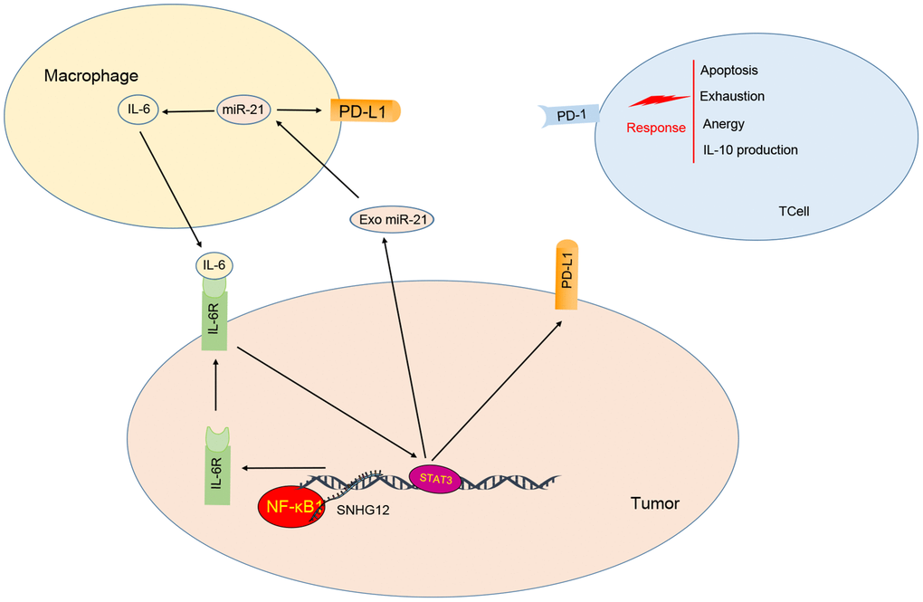 Model for ovarian cancer immune escape mechanism: SNHG12 promotes IL-6/miR-21 crosstalk between ovarian cancer cells and M2 macrophages, through elevation of IL-6R via NF-κB1.