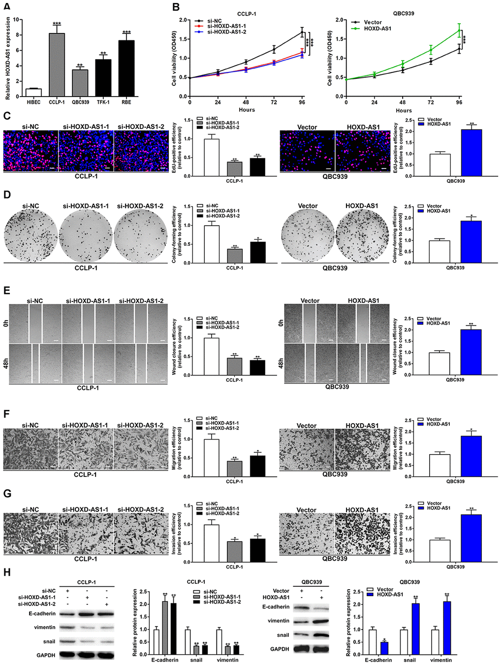 Upregulated HOXD-AS1 facilitated the viability, migration and invasion of CCA cells. (A) The expression of HOXD-AS1 in CCLP-1, QBC939, TFK-1, RBE cells and normal HIBEC. (B) CCK-8 proliferation curves were drawn to show the impact of HOXD-AS1 on cellular proliferation. (C) EdU assay was performed to detect the effect of HOXD-AS1 on cellular proliferation. (D) The effect of HOXD-AS1 on cell colonies was revealed by colony formation assays. (E) The wound closure of CCA cells was evaluated by wound healing assays. (F) Transwell assays displayed that migrating cells were decreased in si-HOXD-AS1 cells and increased in QBC939 cells transfected with HOXD-AS1 plasmid. (G) The invasive ability of CCA cells was confirmed by transwell assay. (H) EMT-related proteins including epithelial marker (E-cadherin) and mesenchymal markers (snail and vimentin) were measured via western blot. *P **P ***P 