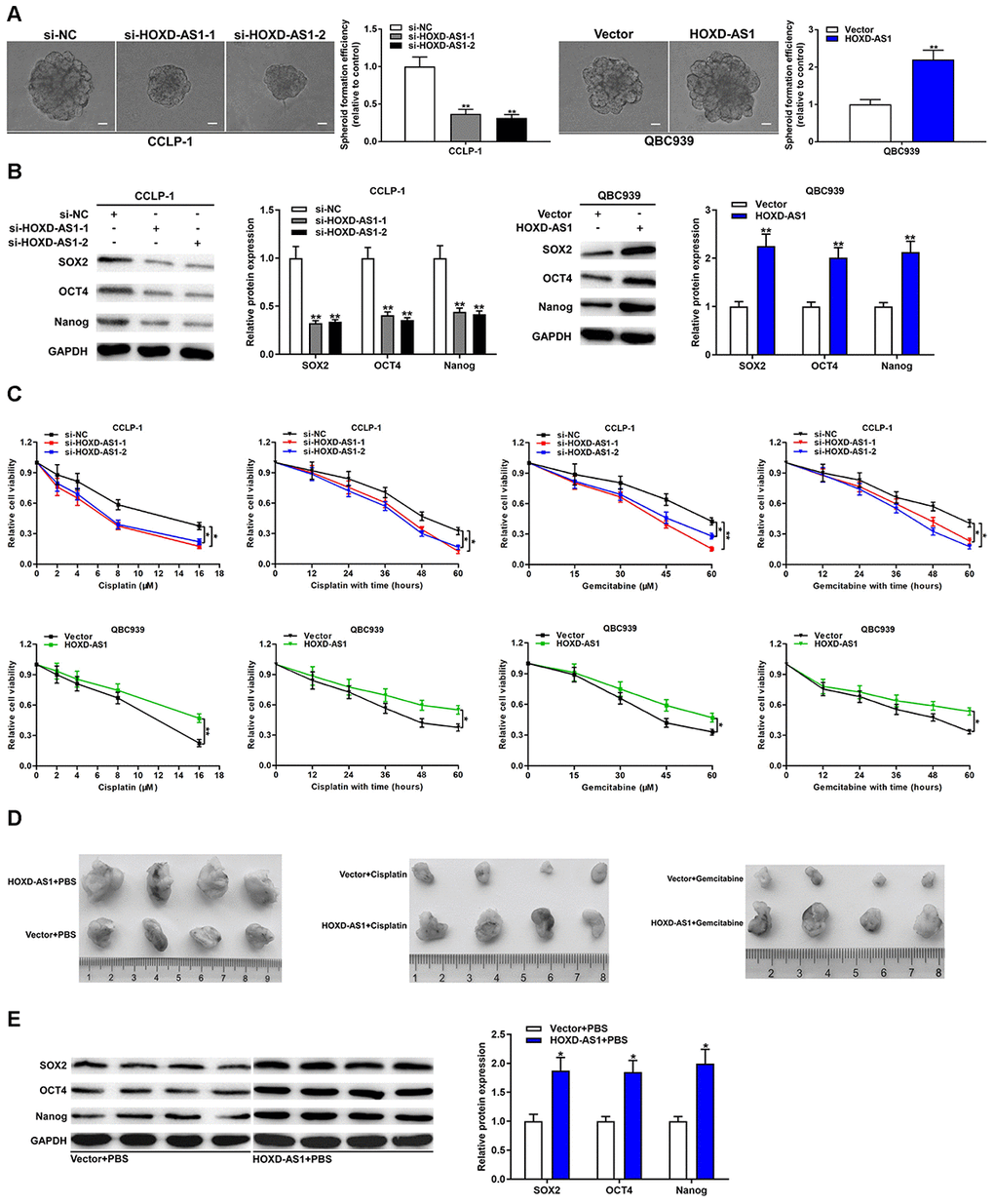 HOXD-AS1 promoted stemness maintenance and chemo-resistance in CCA. (A) Spheroid forming abilities of transfected QBC939 and CCLP-1 cells were evaluated by spheroid formation assay. (B) The effect of HOXD-AS1 on stem markers (SOX2, OCT4, Nanog) was detected by western blot. (C) The effect of HOXD-AS1 on the treatment of cisplatin and gemcitabine was measured by CCK-8 assay. (D) Mice were subcutaneously injected with QBC939 cells transfected with HOXD-AS1 plasmid and intraperitoneally injected with PBS, cisplatin or gemcitabine. (E) The stem markers (SOX2, OCT4, Nanog) in xenograft tumors were measured by western blot. *P **P 