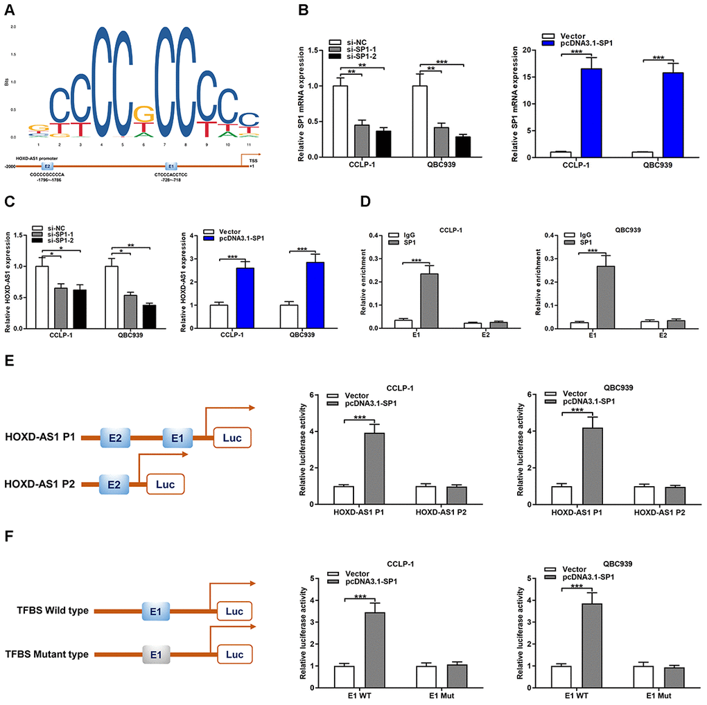 HOXD-AS1 was induced by transcription factor SP1. (A) SP1 sequence and binding sites (E1 and E2) to HOXD-AS1 promoter region were predicted by using JASPAR database (http://jaspar.genereg.net/). (B) The knockdown efficiency and amplification efficiency of SP1 in CCLP-1 and QBC939 were detected by qRT-PCR. (C) Upregulated SP1 facilitated HOXD-AS1 expression and decreased SP1 restrained HOXD-AS1 expression in QBC939 and CCLP-1 cells. (D) ChIP assays were performed to confirm the direct binding of SP1 to HOXD-AS1 promoter in QBC939 and CCLP-1 cells. (E) Luciferase reporter assay showed that SP1 bound to E1 rather than E2. (F) Luciferase reporter assay displayed that SP1 bound to E1 wild type rather than mutant type. *P **P ***P 