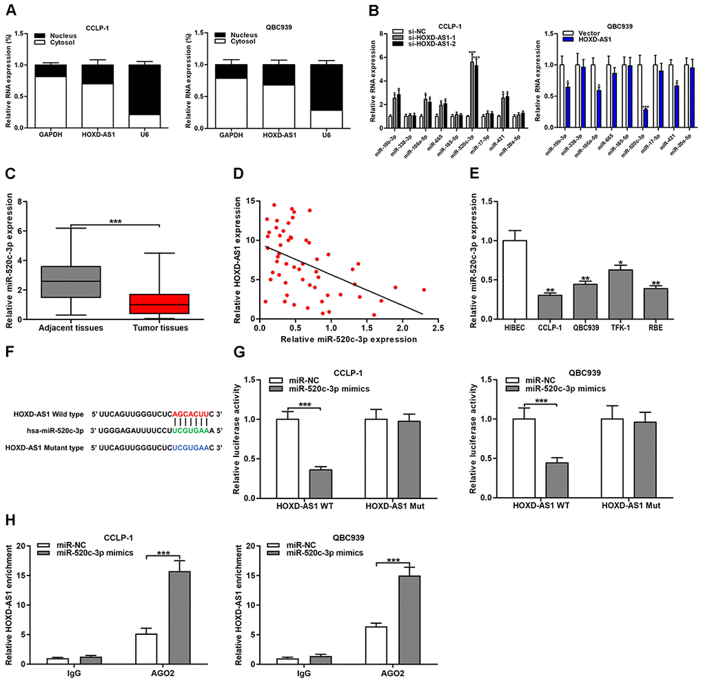 HOXD-AS1 functioned as a sponge for miR-520c-3p in CCA cells. (A) Subcellular localization of HOXD-AS1 was tested by subcellular fractionation assays. GAPDH and U6 were used as endogenous controls for cytoplasm and nucleus, respectively. (B) The expression levels of predicted miRNAs were detected after knocking down or amplifying HOXD-AS1 in CCLP-1 and QBC939 cells, respectively. (C) The expression of miR-520c-3p in CCA tissues and paired adjacent nontumor bile duct tissues. (D) The correlation between relative HOXD-AS1 expression and relative miR-520c-3p expression in CCA tissues. (E) The miR-520c-3p expression in CCA cells (CCLP-1, QBC939, TFK-1, RBE) and normal HIBEC. (F) Luciferase reporter plasmids were constructed with miR-520c-3p-binding site region of HOXD-AS1 sequence, including wild type and mutant type. (G) Luciferase reporter assays showed that cotransfected miR-520c-3p mimics significantly inhibited luciferase activity of HOXD-AS1 wild type. (H) AGO2 RIP assays further suggested the binding of miR-520c-3p to HOXD-AS1. *P **P ***P 