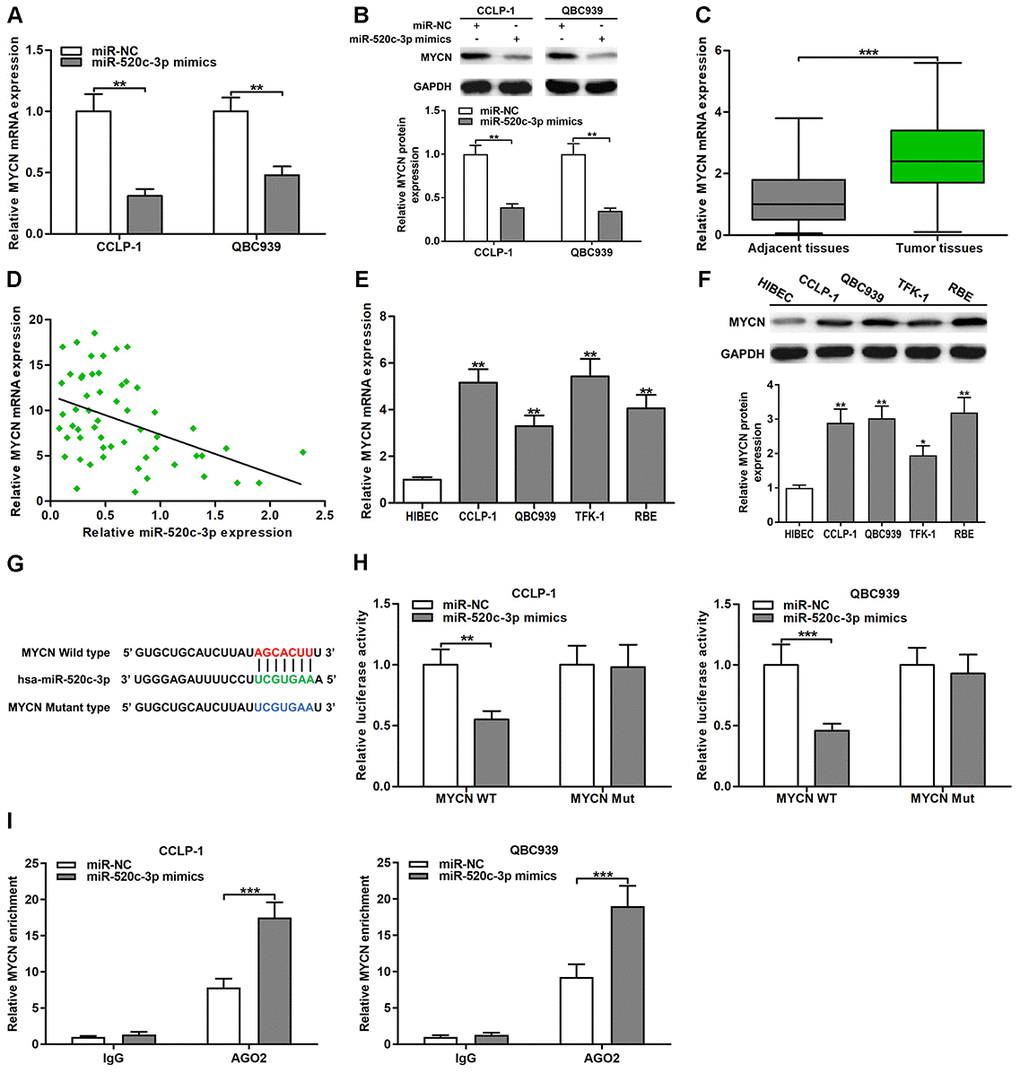 MiR-520c-3p was a direct regulator of MYCN in CCA cells. (A) MiR-520c-3p restrained MYCN mRNA expression certified by qRT-PCR. (B) MiR-520c-3p refrained MYCN protein expression testified via western blot. (C) The expression of MYCN mRNA in CCA tissues and paired adjacent nontumor bile duct tissues. (D) The correlation between relative MYCN mRNA expression and relative miR-520c-3p expression in CCA tissues. (E) The MYCN mRNA expression in CCLP-1, QBC939, TFK-1, RBE and normal HIBEC. (F) The MYCN protein expression in CCA cells (CCLP-1, QBC939, TFK-1, RBE) and normal HIBEC. (G) Luciferase reporter plasmids were constructed with miR-520c-3p-binding site region of MYCN sequence, including wild type and mutant type. (H) The luciferase activity of MYCN wild type was observably inhibited by miR-520c-3p mimics cotransfection. (I) AGO2 RIP assays were conducted to further demonstrate the binding of miR-520c-3p to 3’UTR of MYCN. *P **P ***P 