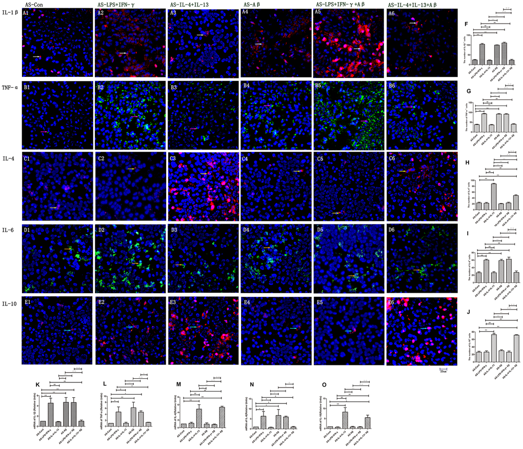 Various cytokines were secreted by different astrocyte groups. (A–E) Astrocytes in different groups were stained with antibodies against cytokines. (A1–A6) Staining for IL-1β (Red). (B1–B6) TNF-α (Green). (C1–C6) IL-4 (Red). (D1–D6) IL-6 (Green). (E1–E6) IL-10 (Red). Blue represents DAPI staining. White arrows denote IL-1β+ cells. Pink arrows denote TNF-α+ cells. Yellow arrows denote IL-4+ cells. Beige arrows denote IL-6+ cells. Blue arrows denote IL-10+ cells. (F–J) The numbers of positive cells in different groups (n=3). (K–O) Quantitative data on the relative cytokine levels in astrocytes (n=3). Error bars, S.E.M. Compared with AS-Con, *pppppppppp