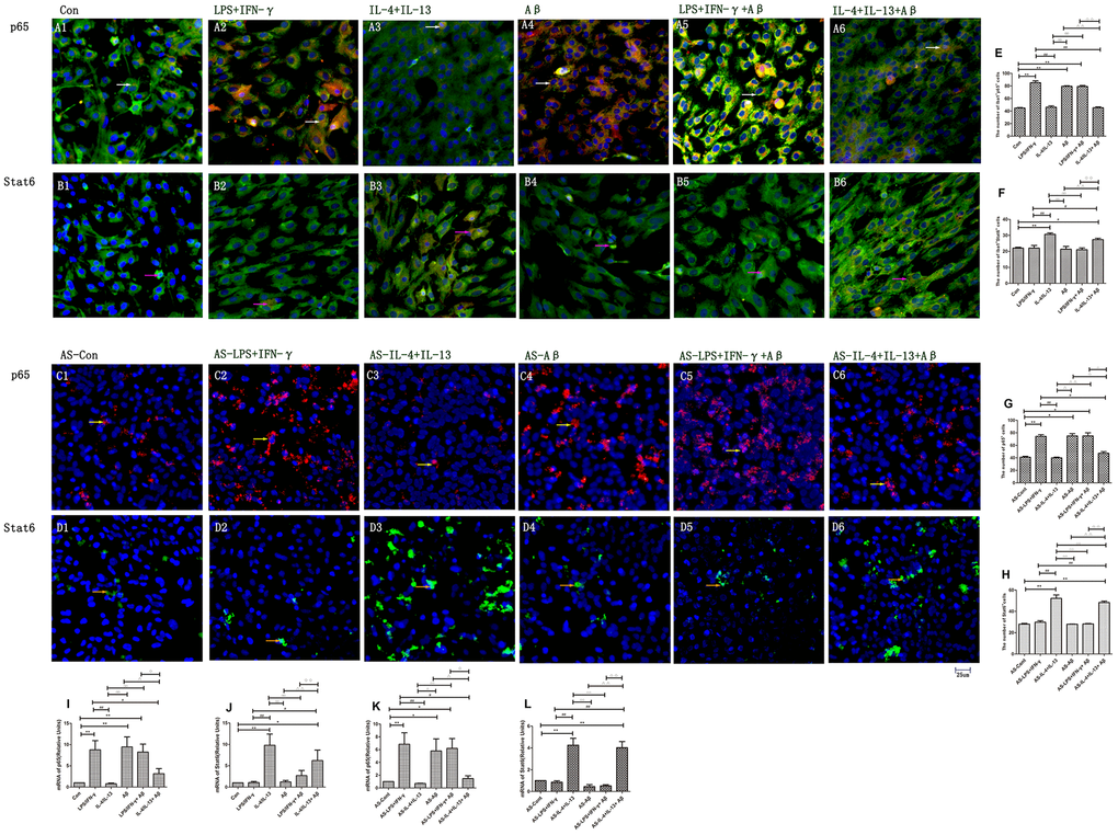 Expression of p65 and Stat6 in different groups of microglia and astrocytes. (A, B) p65 and Stat6 staining in microglia. (A1–A6) Double-staining for p65 and Iba1. (B1–B6) Stat6 and Iba1. Green represents Iba1+ cells, red represents p65+ or Stat6+ cells and blue represents DAPI staining. White arrows denote p65+Iba1+ cells. Pink arrows denote Stat6+Iba1+ cells. (C, D) p65 and Stat6 staining in astrocytes. (C1–C6) p65+ cells (Red and yellow arrows). (D1–D6) Stat6+ cells (Green and Beige arrows). (E–H) The numbers of positive cells in different groups (n=3). (I–L) Quantitative data on the relative levels of p65 or Stat6 (n=3). Error bars, S.E.M. Compared with Con or AS-Con, *pppppppppp