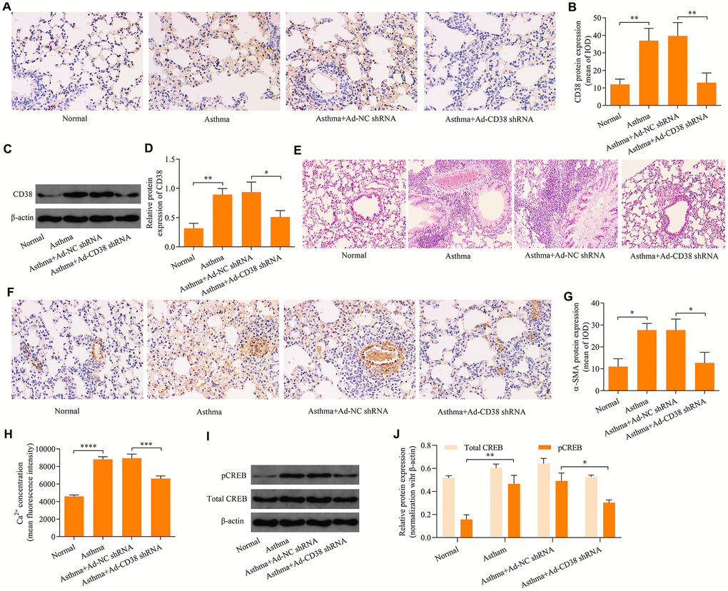 Knockdown of CD38 inhibits airway remodeling in asthmatic mice. (A, B) Immunohistochemistry analysis of CD38 protein expression in lung tissues. (C, D) Western blot analysis of CD38 protein expression in lung tissues (magnification: 400X). (E) Hemolysin staining of lung tissues (magnification: 400X). (F, G) Determination of ASM cell mass via immunohistochemistry staining of α-SMA (magnification: 400X). (H) Intracellular Ca2+ concentrations measured via Fluo-3 AM fluorescent probes in lung tissues. (I, J) Protein expression of total CREB an pCREB determined using Western blot. n = 3, *p 