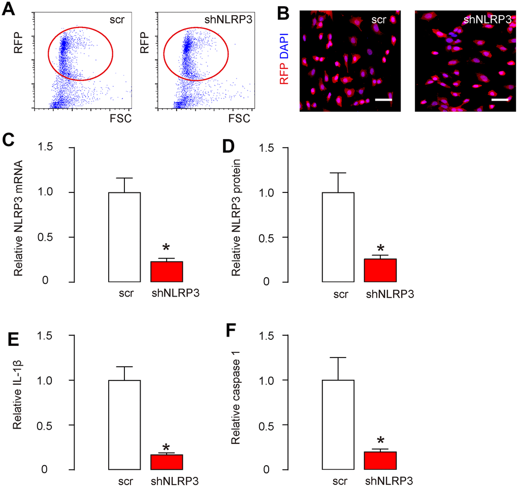 Knockdown of NLRP3 in HAECs. HAECs were transfected with either a scramble sequence (scr), or a short hairpin small interfering RNA for NLRP3 (shNLRP3). (A) All plasmids also carried a red fluorescent protein (RFP), which allowed the transfected cells to be visualized and isolated by flow cytometry based on RFP, shown by representative flow charts. (B) The purified transfected cells were visualized due to RFP in culture. (C, D) NLRP3 levels in purified cells by RT-qPCR (C) and by ELISA (D). (E, F) IL-1β (E) and caspase 1 (F) levels in purified cells by ELISA. *p