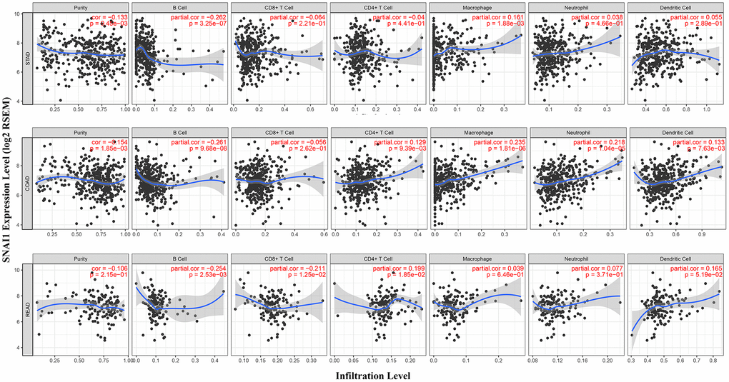 Correlation of SNAI1 expression with immune infiltration level in COAD (colon adenocarcinoma), READ (rectum adenocarcinoma), and STAD (stomach adenocarcinoma). (A) SNAI1 expression is significantly negatively related to tumor purity and infiltrating levels of B cells and has significant positive correlations with infiltrating levels of macrophages in STAD, other than CD8+ T cells, CD4+ T cell, neutrophils, and dendritic cells. (B) SNAI1 expression is significantly negatively related to tumor purity and infiltrating levels of B cells and has significant positive correlations with infiltrating levels of CD4+ T cell, macrophages, neutrophils, and dendritic cells in COAD, other than CD8+ T cells. (C) SNAI1 expression has no significant correlations with tumor purity, macrophages, and neutrophils in READ.