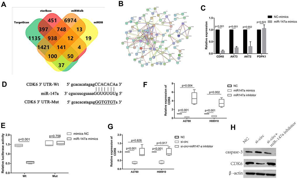 CDK6 was directly targeted by miR-147a and was indirectly regulated by circ